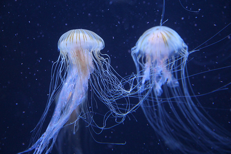 La respirazione della medusa